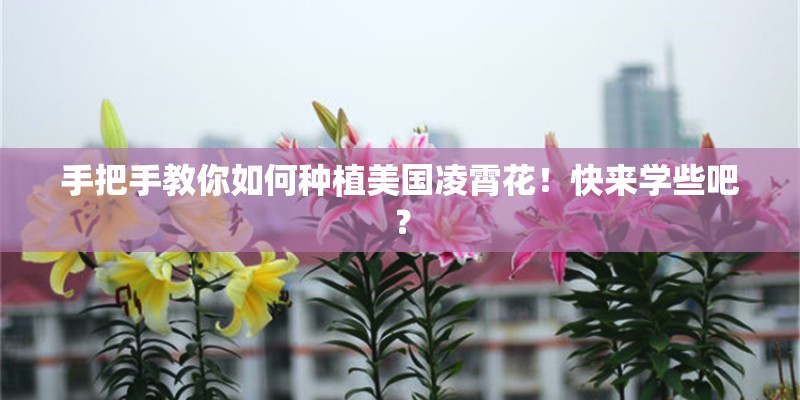窝瓜如何种植