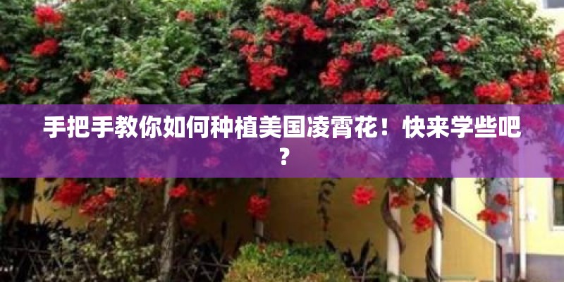 手把手教你如何种植美国凌霄花！快来学些吧？