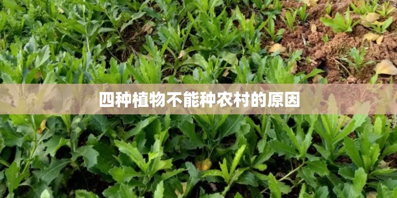 四种植物不能种农村的原因