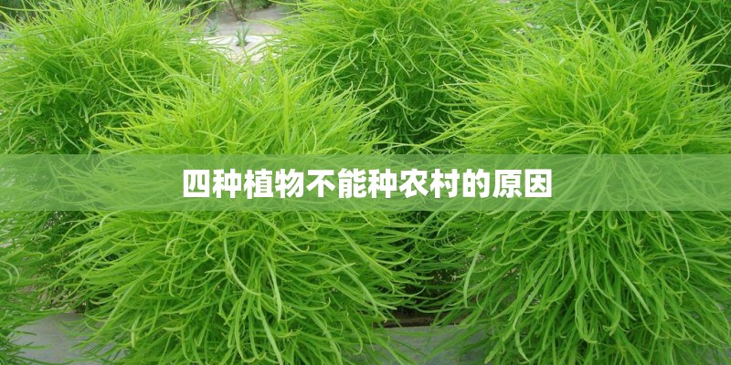 四种植物不能种农村的原因