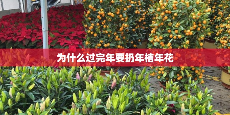 为什么过完年要扔年桔年花