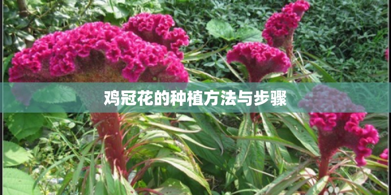 小智的所有道馆比赛是几集