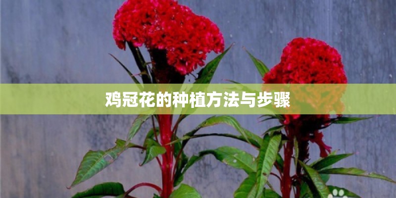 鸡冠花的种植方法与步骤