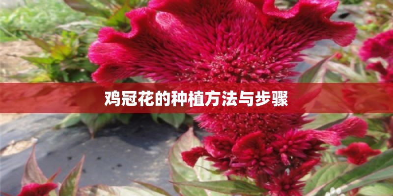 鸡冠花的种植方法与步骤