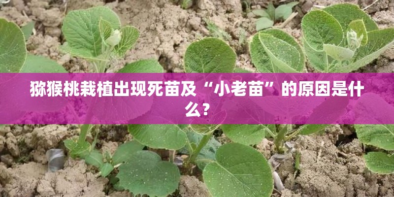 猕猴桃栽植出现死苗及“小老苗”的原因是什么？