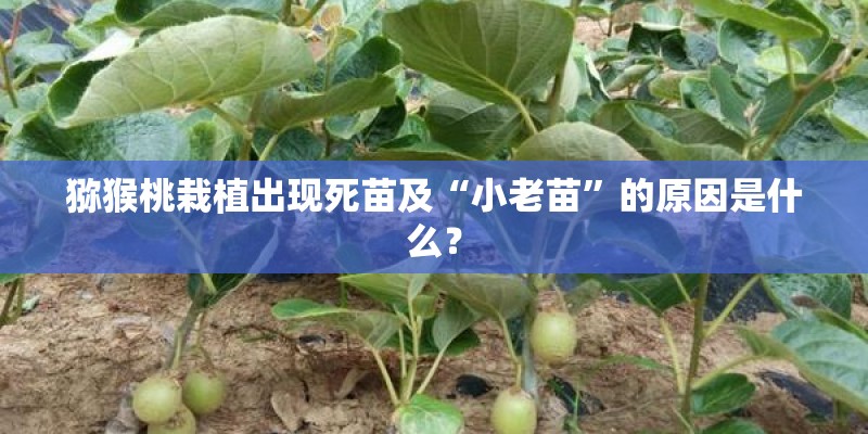 买嘉悦A5十大忠告