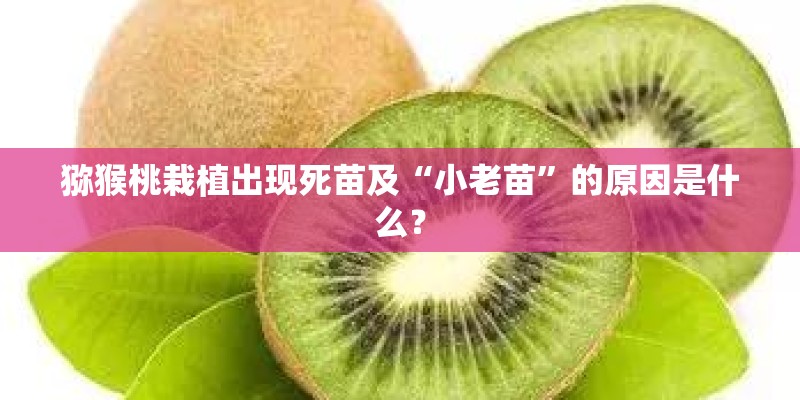 猕猴桃栽植出现死苗及“小老苗”的原因是什么？