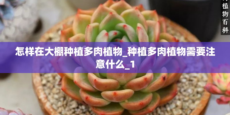 怎样在大棚种植多肉植物_种植多肉植物需要注意什么_1