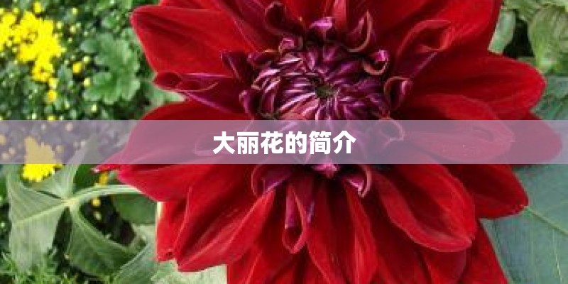 大丽花的简介