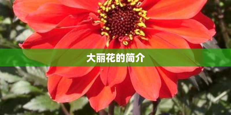 大丽花的简介