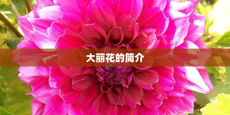 大丽花的简介