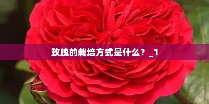 玫瑰的栽培方式是什么？_1