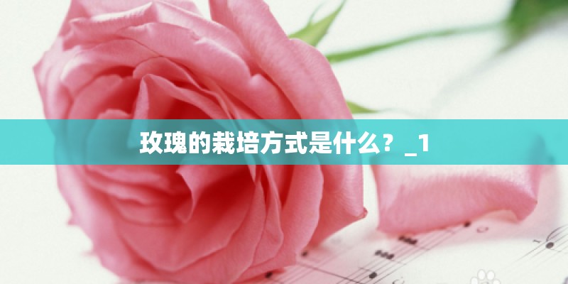 玫瑰的栽培方式是什么？_1