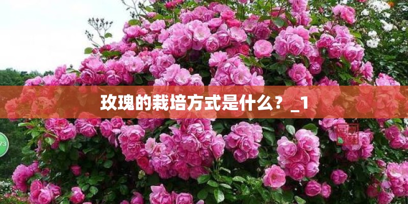 玫瑰的栽培方式是什么？_1