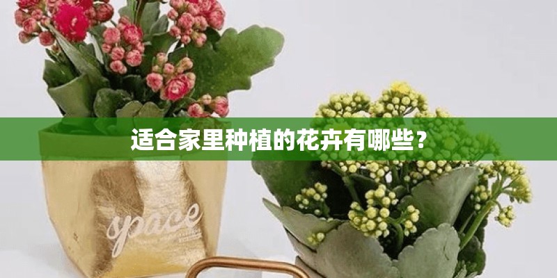 适合家里种植的花卉有哪些？