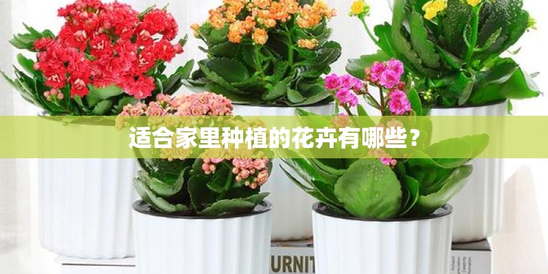 适合家里种植的花卉有哪些？