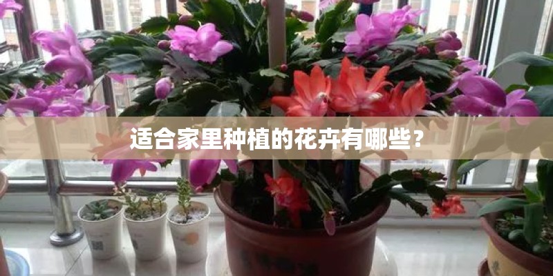 适合家里种植的花卉有哪些？