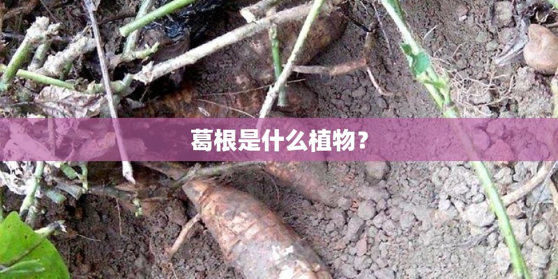 斯柯达的suv有几款