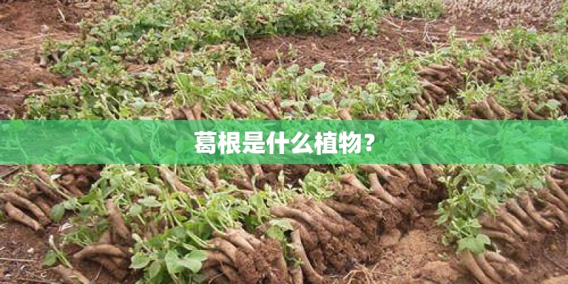 葛根是什么植物？