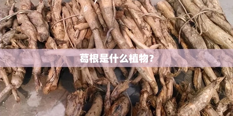 葛根是什么植物？