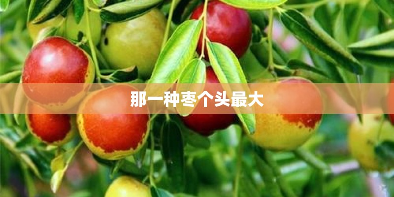 那一种枣个头最大