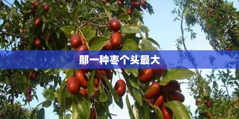 那一种枣个头最大