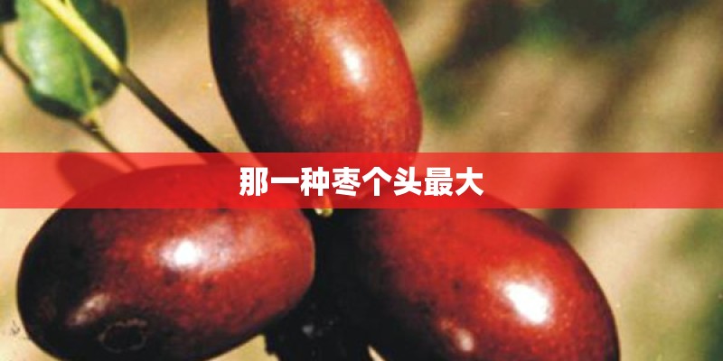 那一种枣个头最大