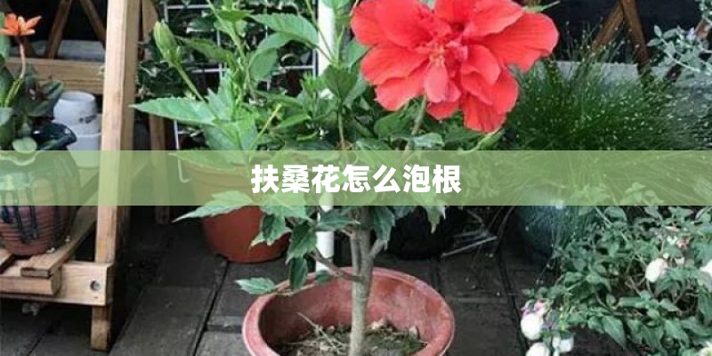 扶桑花怎么泡根