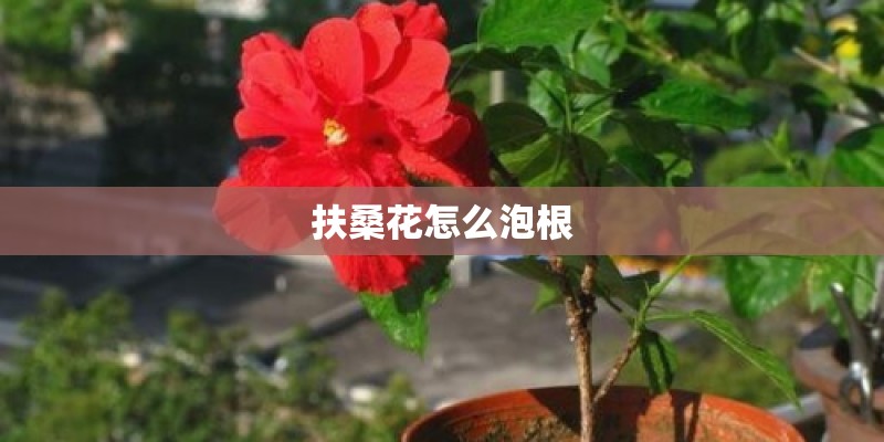 扶桑花怎么泡根