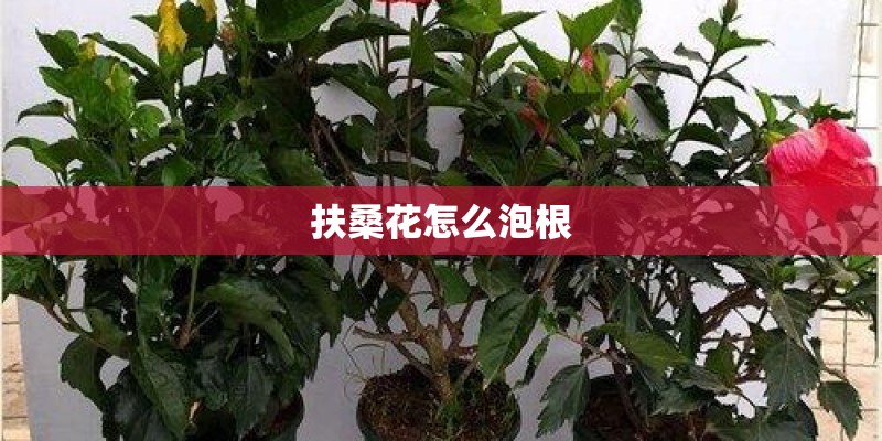 扶桑花怎么泡根