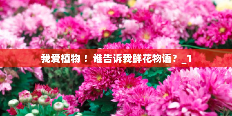我爱植物 ！谁告诉我鲜花物语？_1