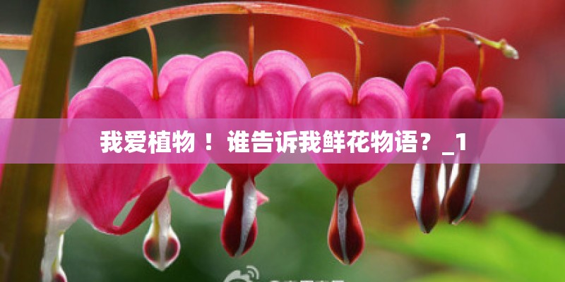 我爱植物 ！谁告诉我鲜花物语？_1