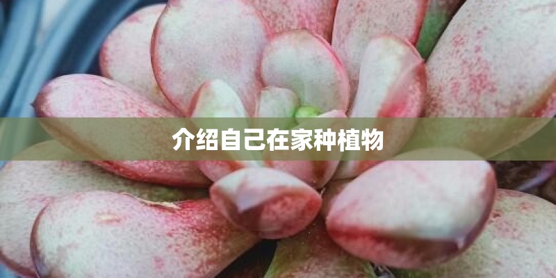 扶桑花怎么泡根