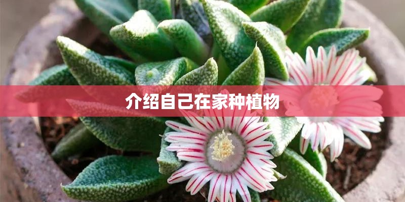 介绍自己在家种植物