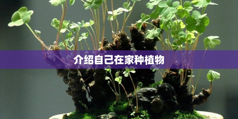 介绍自己在家种植物
