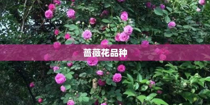 野生植物资源调查的方法有哪几种各有什么优缺点