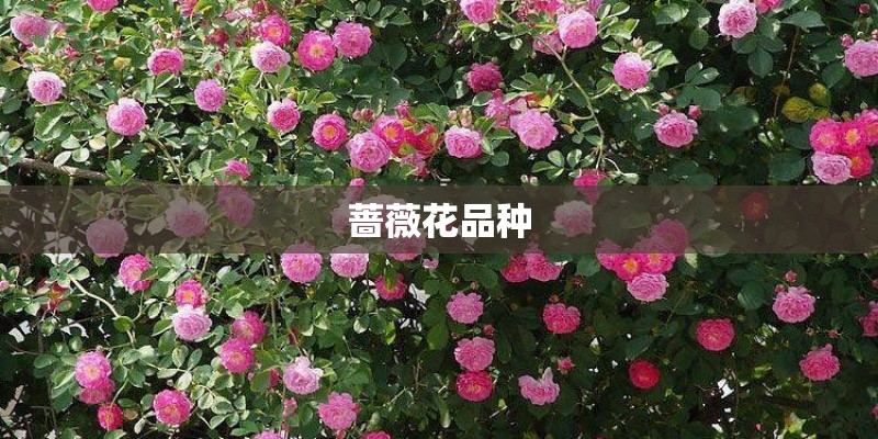 蔷薇花品种 蔷薇花品种
