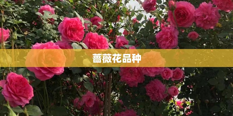 蔷薇花品种 蔷薇花品种