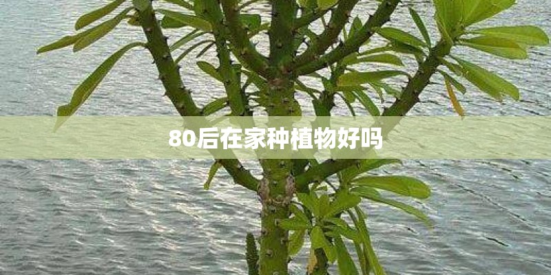 介绍自己在家种植物