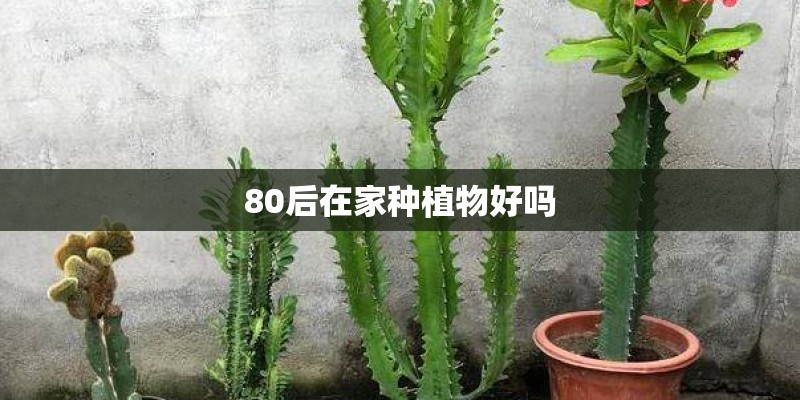 80后在家种植物好吗