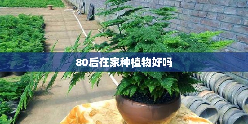 80后在家种植物好吗