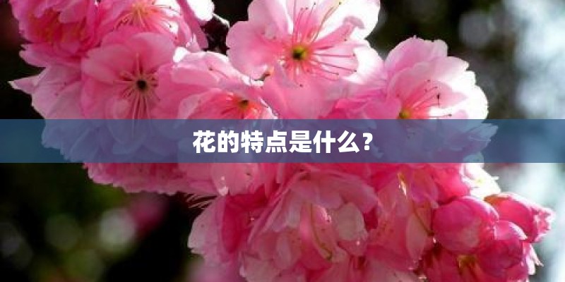 花的特点是什么? 花的特点是什么?