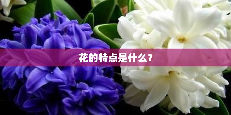 花的特点是什么? 花的特点是什么?