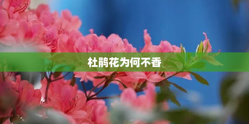 哪些人有松树的风格