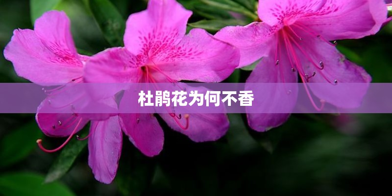 杜鹃花为何不香