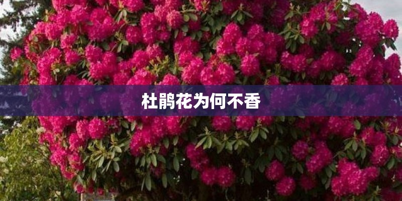 杜鹃花为何不香