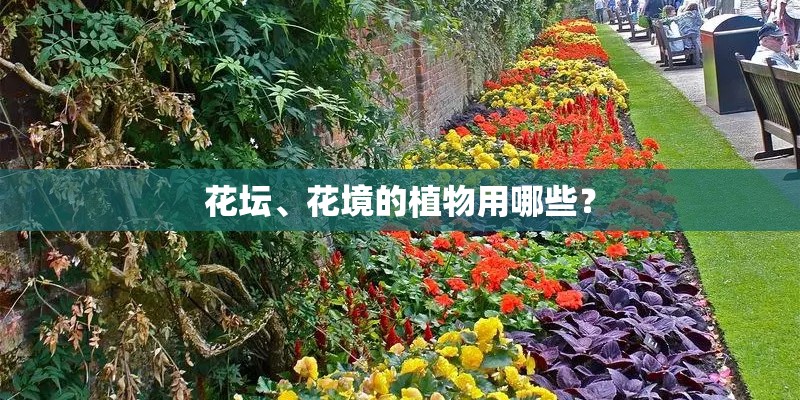 花坛、花境的植物用哪些？