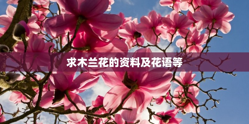 杜鹃花为何不香