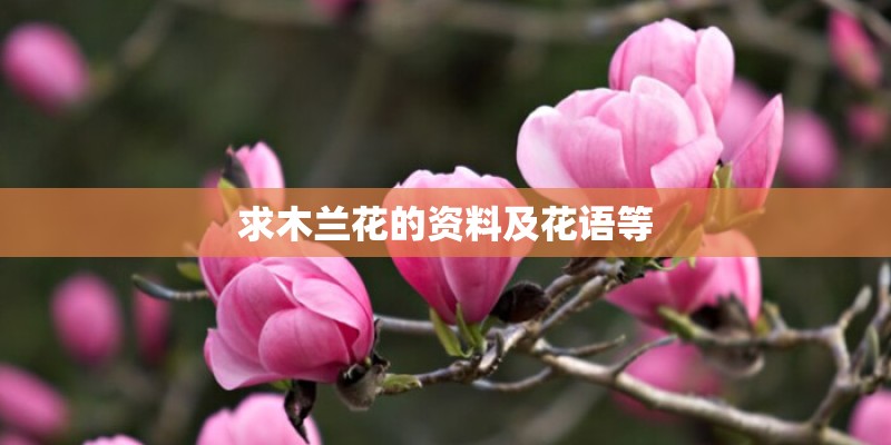 求木兰花的资料及花语等