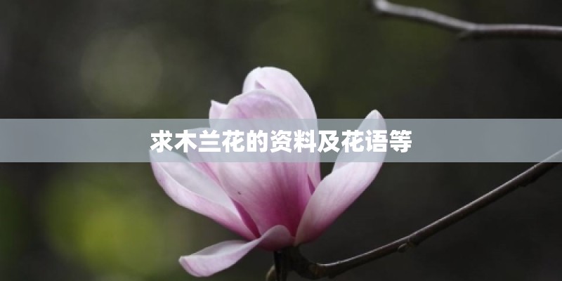 求木兰花的资料及花语等